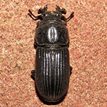 Nigidius bubalus